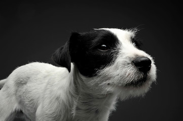 Studio shot of an adorable Parson Russell Terrier looking curiously