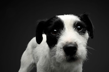 Studio shot of an adorable Parson Russell Terrier looking curiously at the camera