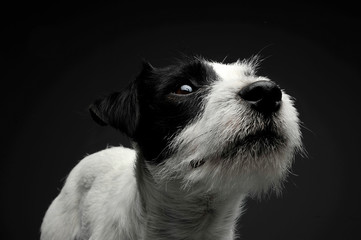 Portrait of an adorable Parson Russell Terrier looking up curiously