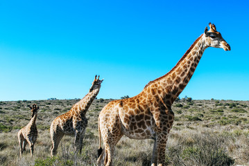 Three giraffes a mother an two of her young ones in the Savannah of South Africa