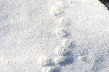 Obraz premium White snow texture on a sunny day. Winter background