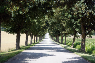 Allee bei Landsberg