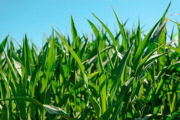 Green grass and blue sky