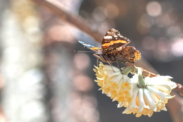 Admiral Schmetterling sitzt auf einer Edgeworthia chrysantha