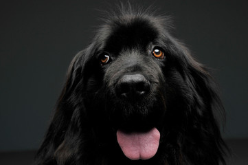 Beautiful Newfoundland dog portrait  in a dark photo studio