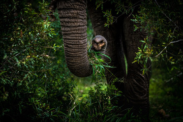 trunk elephant 