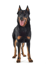 very nice beauceron standing in a white  studio