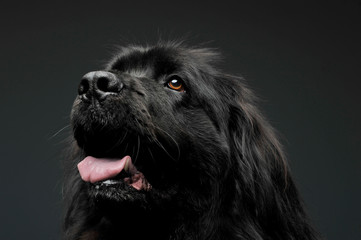 Beautiful Newfoundland dog portrait  in a dark photo studio