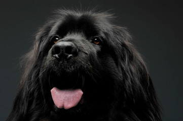 Beautiful Newfoundland dog portrait  in a dark photo studio
