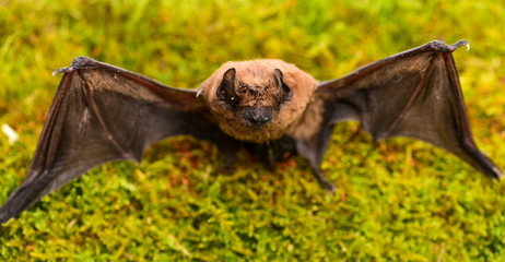 Mammals naturally capable of true and sustained flight. Bat emit ultrasonic sound to produce echo. Bat detector. Dummy of wild bat on grass. Ugly bat. Wild nature. Forelimbs adapted as wings