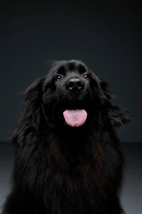 Beautiful Newfoundland dog portrait  in a dark photo studio