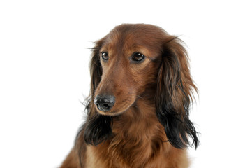 Fototapeta premium long haired red Dachshund in a white studio