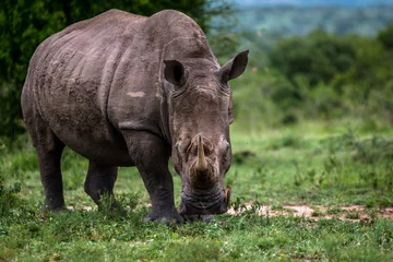 Foto op Plexiglas rhino © Michael
