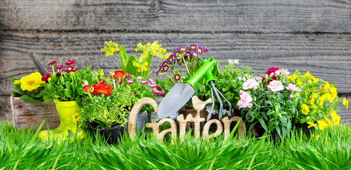 Gartenhintergrund Blumen Garten 