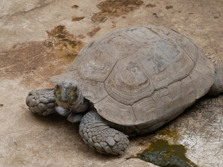 リクガメ　エミスムツアシガメ
