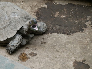 Obraz premium リクガメ エミスムツアシガメ