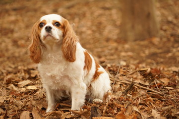 外でのキャバリア