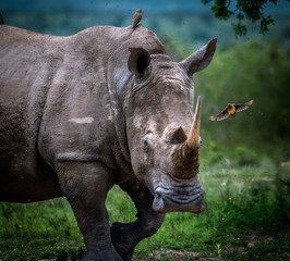 Fototapeta premium rhino