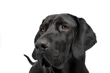 mixed breed ridgebak in a white studio