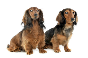 two long haired red Dachshund sitting  in a white studio