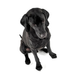 mixed breed ridgebak sitting in a white studio
