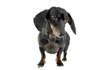 Black and tan short haired dachshund standing in white studio