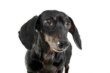 Black and tan short haired dachshund portrait in white studio