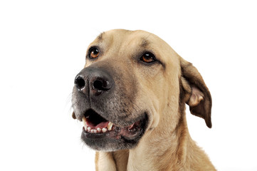 Mixed breed brown color middle size dog portrait  in a white studio