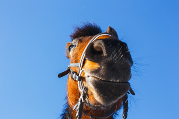 Head of a laughing horse on a blue sky background