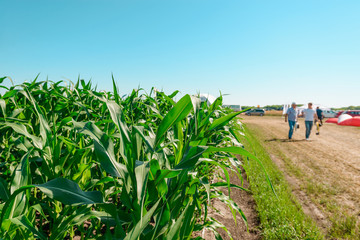 Men going along corn field