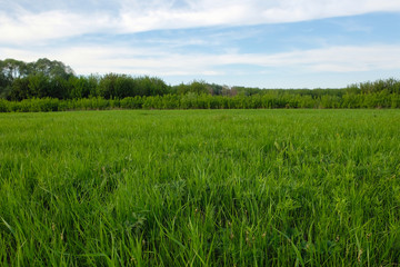 Fototapeta premium Green grass and blue sky