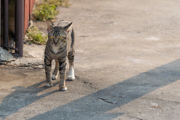 Young cute tabby kittens walking to the street