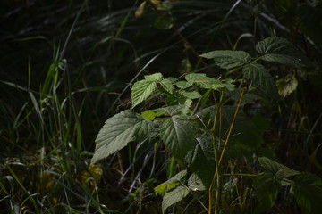 woodland leaves