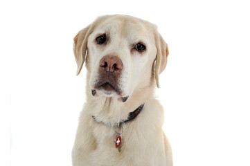 Cute labrador retriever dog portrait  in a white studio