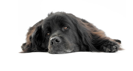 Nice Newpoungland dog relaxing in a white photo studio background