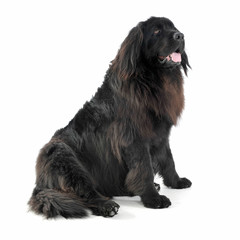 Nice Newpoungland dog sitting in a white photo studio looking up