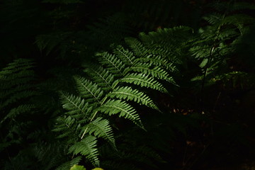 Fototapeta na wymiar woodland leaves