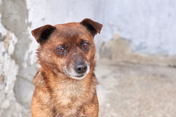 Unhappy stray dog with sad eyes on a city street