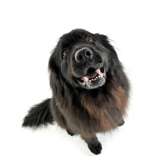 Nice Newpoungland dog sitting and looking up in a white photo studio background