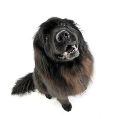 Nice Newpoungland dog sitting and looking up in a white photo studio background
