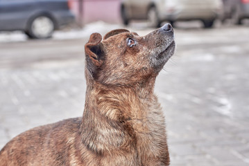 Unhappy stray dog with sad eyes on a city street
