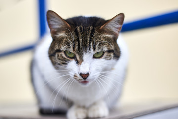 Portrait of arrogant homeless cat on the street