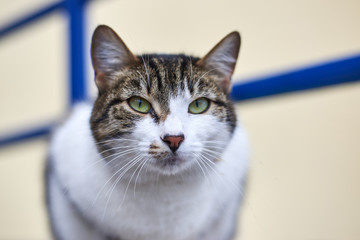 Portrait of arrogant homeless cat on the street