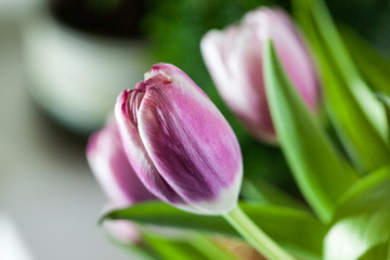 Fototapeta premium red tulip flower close up