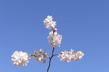 Kirschblüten auf  Baumzweigen