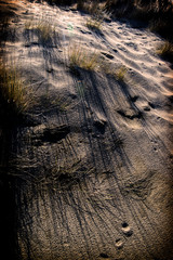 Naklejka premium sand silhouettes