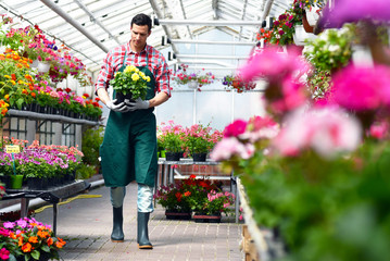 Gardener works in a greenhouse in a flower shop