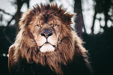 Portrait de lion