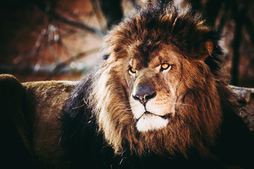 Lion majestueux