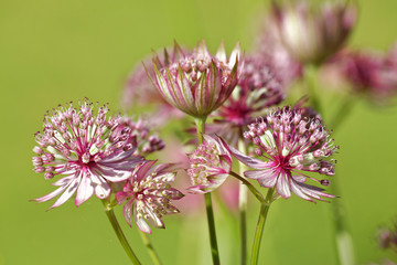 Beautiful and vibrantly colorful Flower Portraits and interesting and unusual gardens.